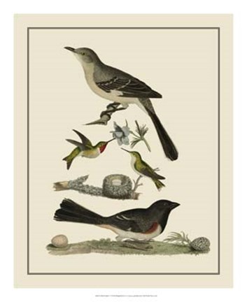 Framed Bird Family V Print