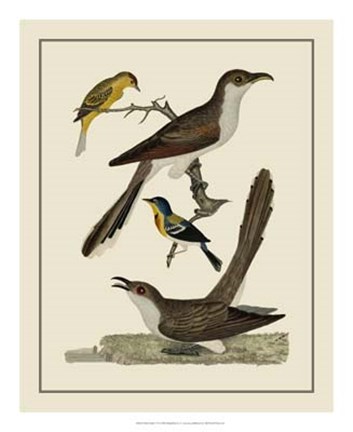 Framed Bird Family VI Print