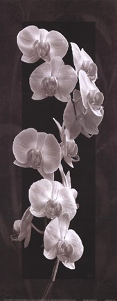 Framed Orchid Opulence I Print
