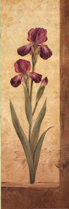 Framed Grandiflora II Print