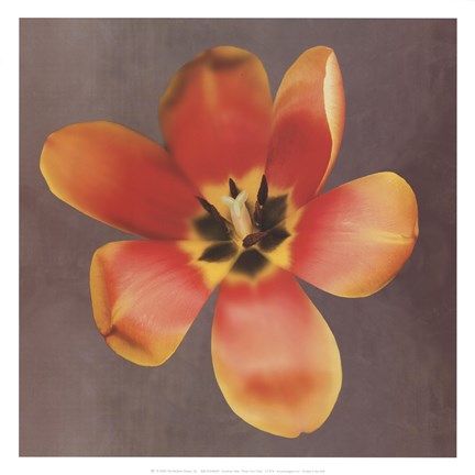Framed Sunshine Tulip Print