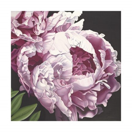 Framed Peony II Print