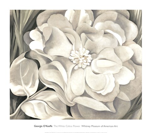 Framed White Calico Flower, 1931 Print