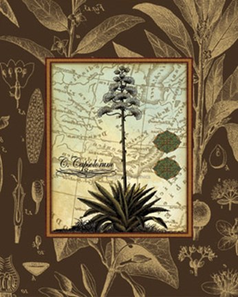 Framed C. Capsolorum Print