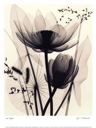 Framed Lotus and Grasses Print