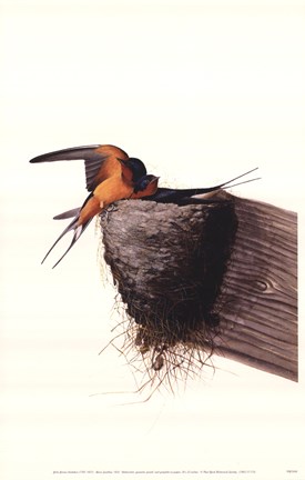 Framed Barn Swallow Print