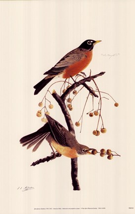 Framed American Robin Print