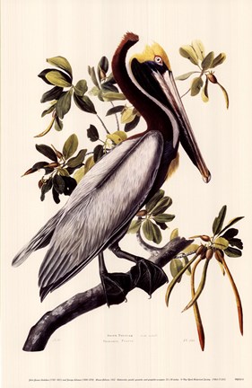 Framed Brown Pelican Print