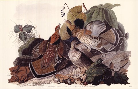 Framed Ruffed Grouse Print