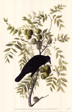 Framed American Crow Print