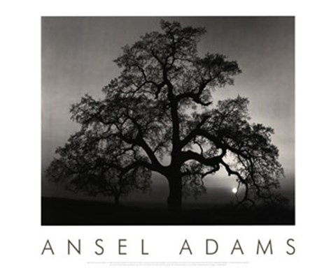 Framed Oak Tree-Sunset City Print