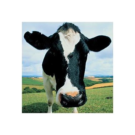 Framed Cow Print