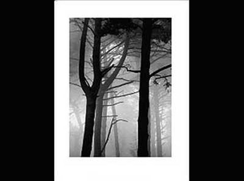 Framed Forest Print