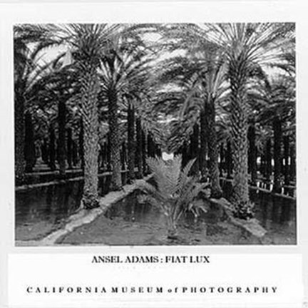 Framed Palm Grove Print