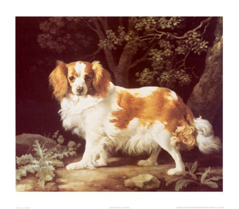 Framed King Charles Spaniel Print