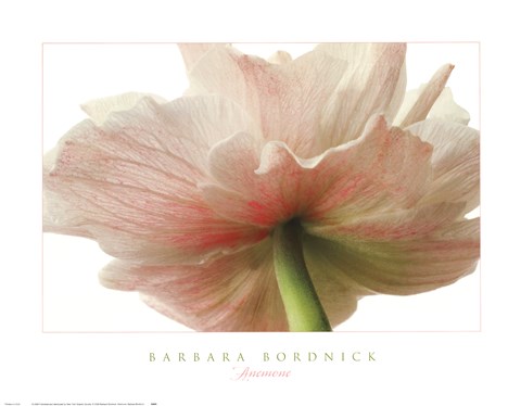 Framed Anemone Print