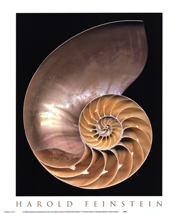 Framed Chambered Nautilus Print