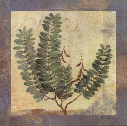 Framed Leaf Botanicals II Print