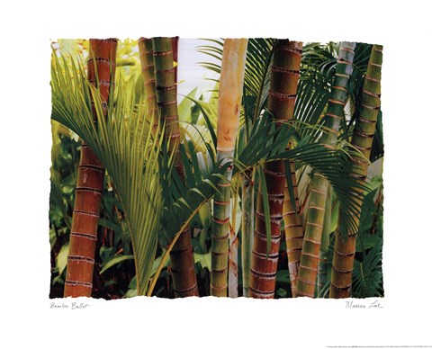 Framed Bamboo Ballet Print