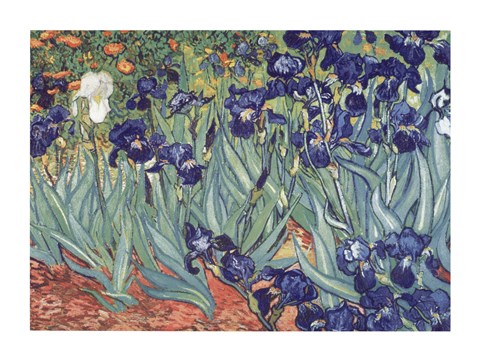 Framed Irises, Saint-Remy, c.1889 Print