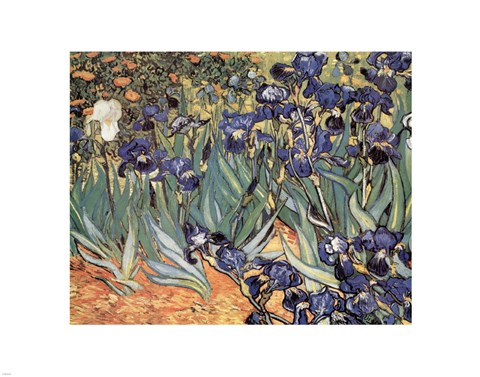 Framed Irises in the Garden, Saint-Remy, c.1889 Print