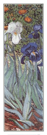 Framed Irises in the Garden, Saint-Remy, c.1889 (detail) Print