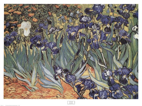 Framed Irises in the Garden, Saint-Remy, c.1889 Print