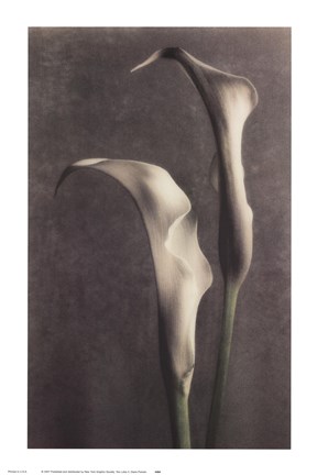 Framed Two Lilies II Print