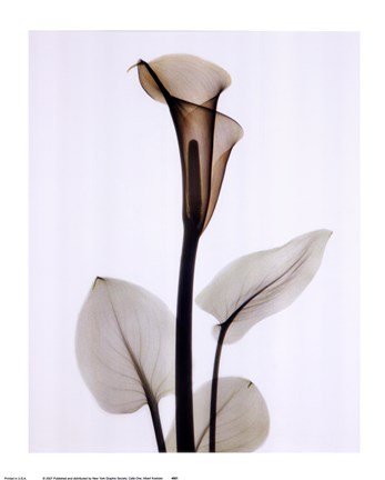 Framed Calla One Print