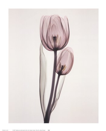 Framed Tulipa Two Print