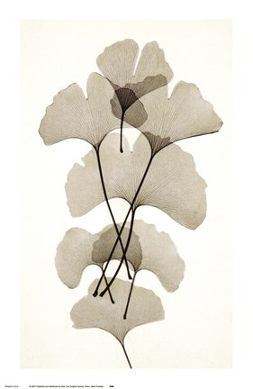 Framed Ginko Print
