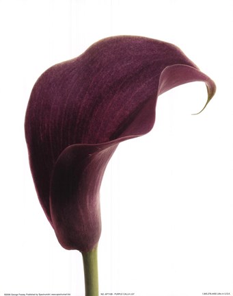 Framed Purple Calla Lily Print