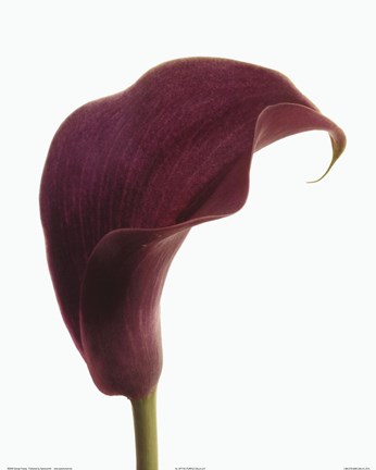 Framed Purple Calla Lily Print