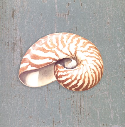 Framed Nautilus Print