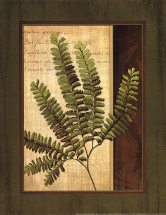 Framed Fern Grotto II Print