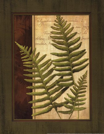 Framed Fern Grotto III Print