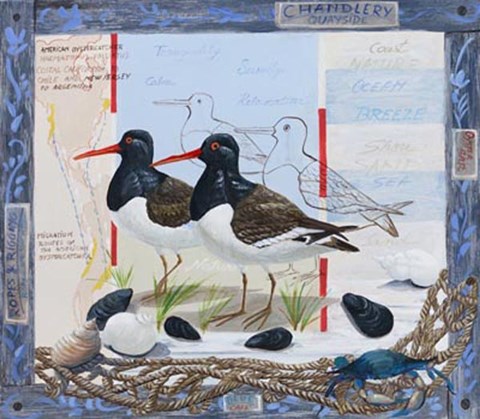 Framed Oyster Catcher Print