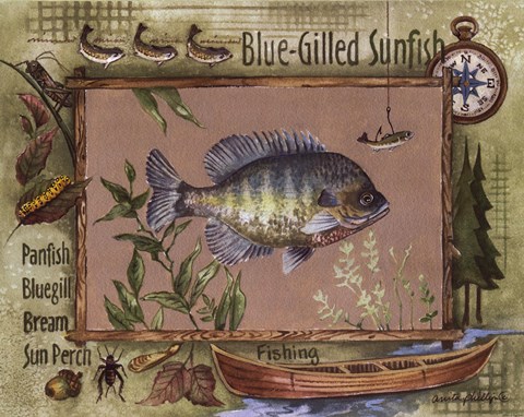 Framed Blue-Gilled Sunfish Print