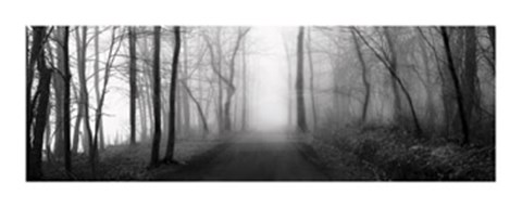 Framed Woodland Walk Print