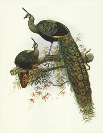 Framed Pavo Muticus Print