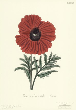 Framed Papaver Cf Orientale Print