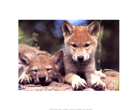 Framed Spring Wolf Pups Print