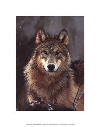 Framed Woodland Pride, Montana Print