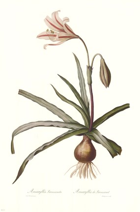 Framed Amaryllis Broussonetti Print