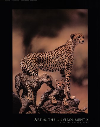Framed African Cheetah Print