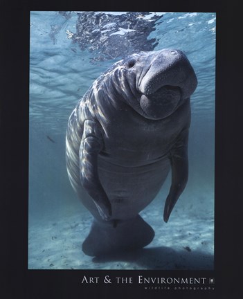 Framed West indian Manatee Print
