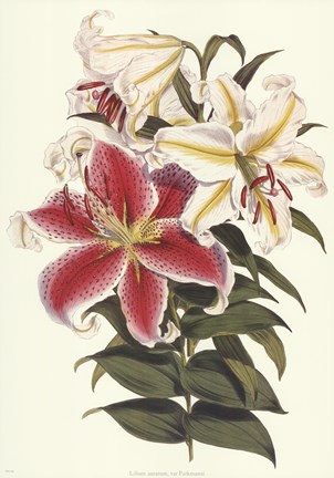 Framed Parkman's Lily Print
