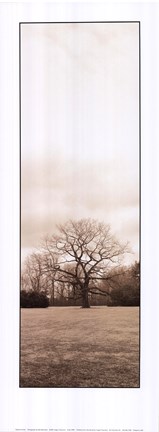 Framed Chestnut Tree Print