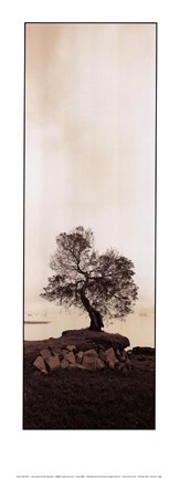 Framed Coast Oak Tree - Panel Print
