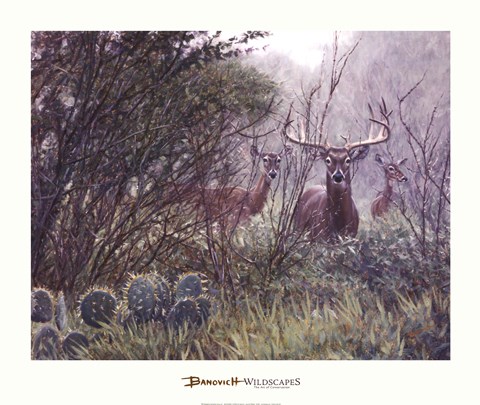 Framed Lone Star Whitetail Print